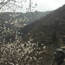 Peach blossom valley