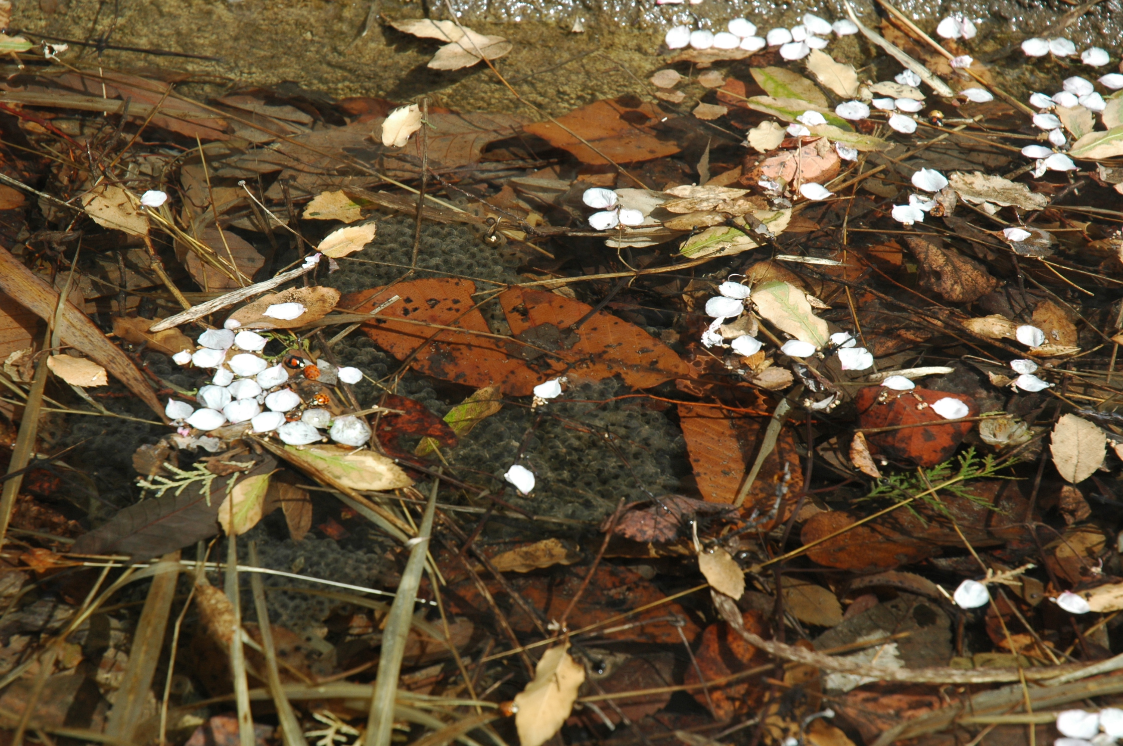 Peach blossom valley 6