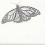 Butterfly Sketch