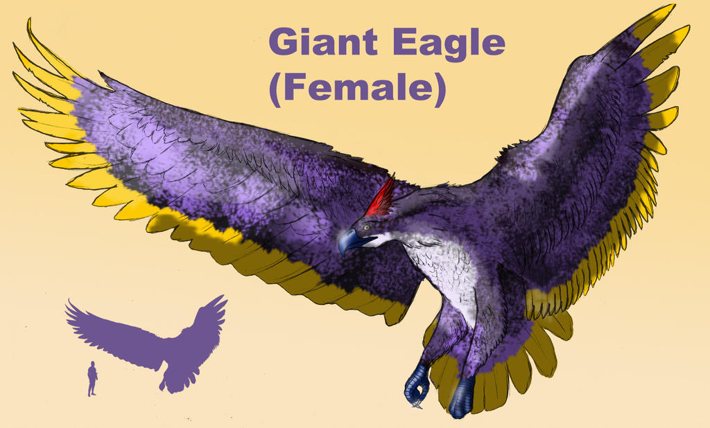 Giant Eagle Female