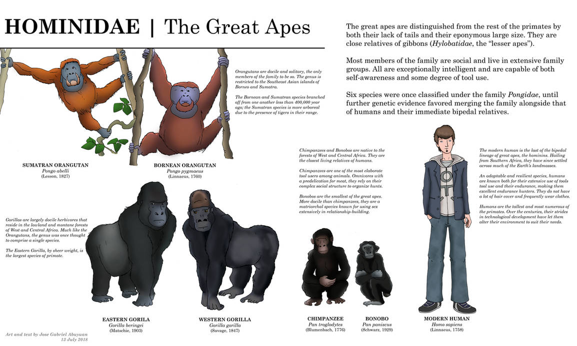 Family Ties | The Great Apes by joeabuy1000 on DeviantArt