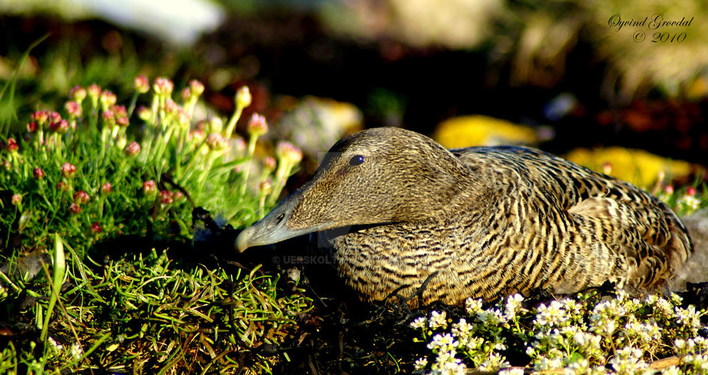 Eiders In The Nest