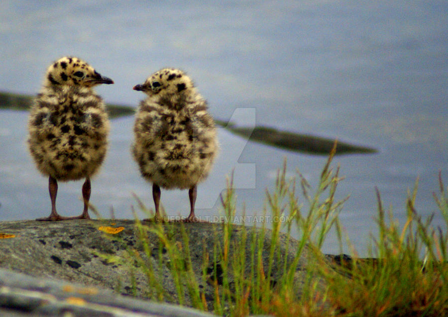 Young Seagulls