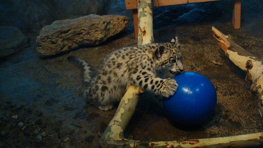 Spotted Snow Leopard