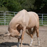Palomino quarter horse itching