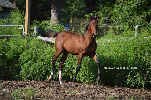 Bay quarter horse foal walk