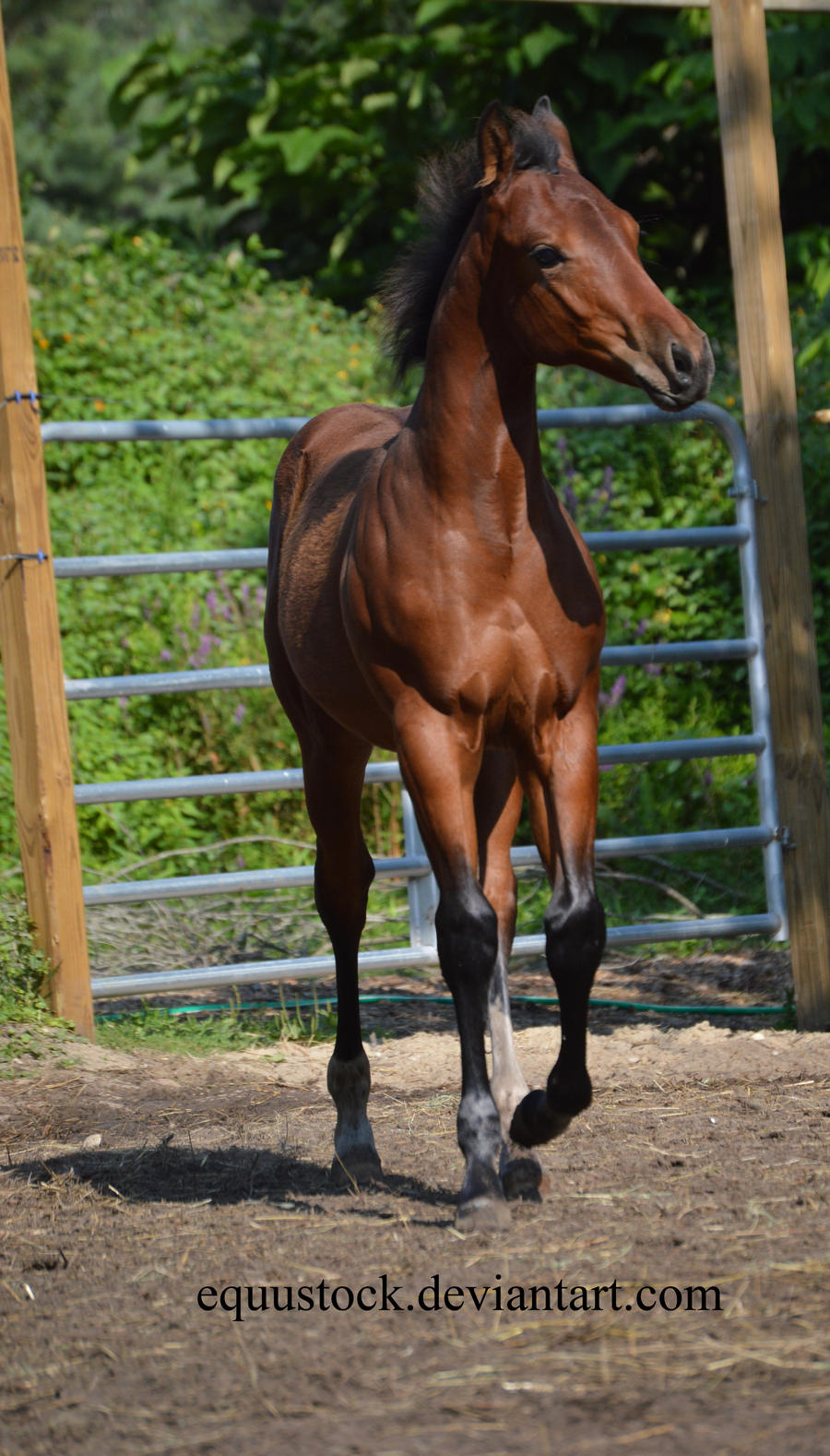 Bay quarter horse foal walk looking away