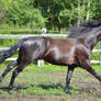 Black warlander canter stretched out