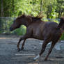 Chestnut quarter horse angry tiny rear