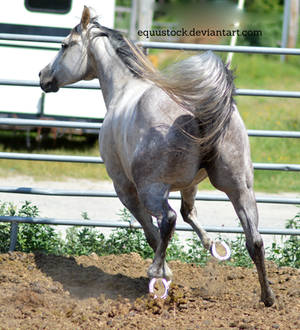 Grey quarter horse trot and turn from back