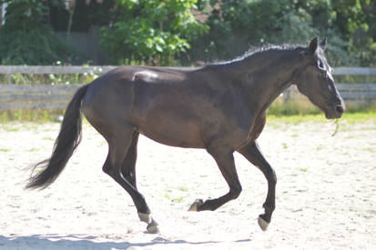 Black Warlander canter