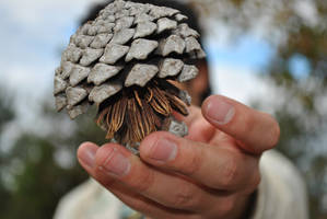 pine cone