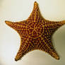 starfish photo1
