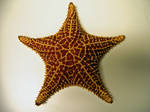 starfish photo1
