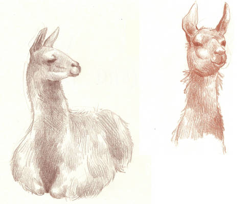 Lama. Sketch