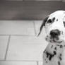 Cute Dalmatian Puppy