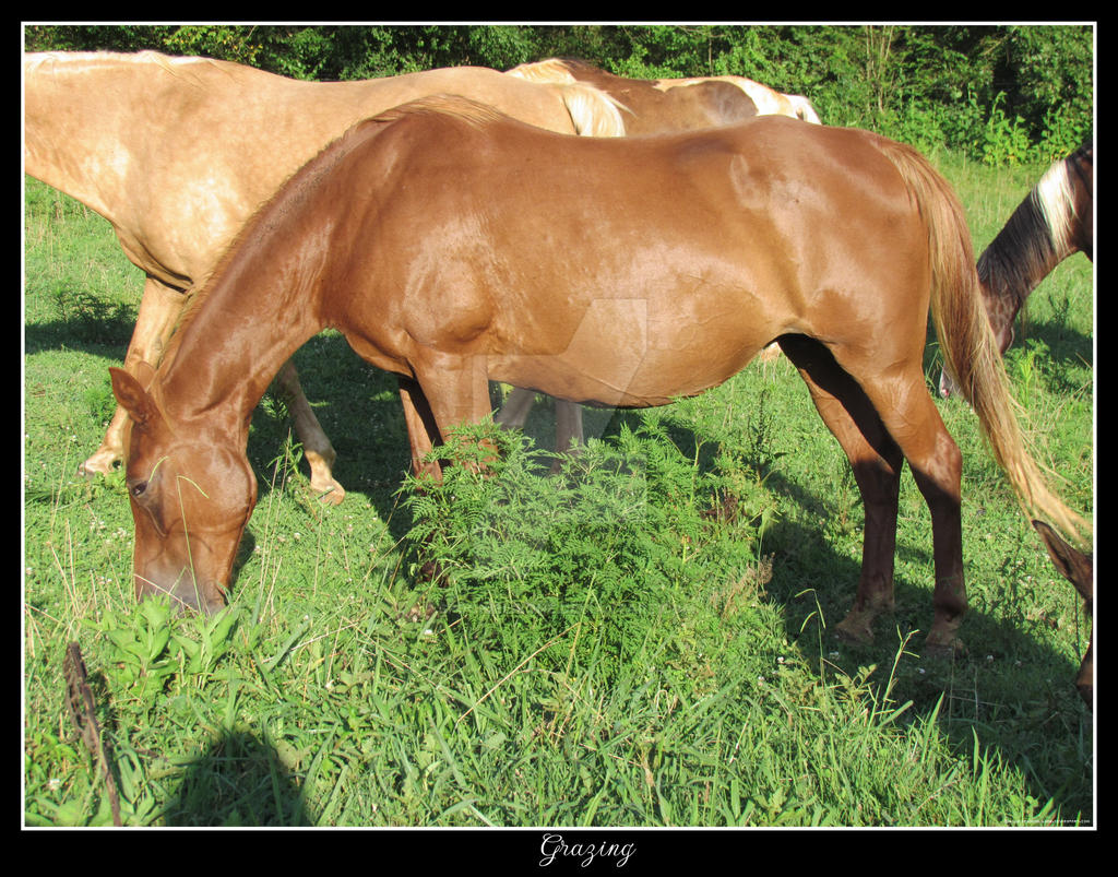 Grazing-