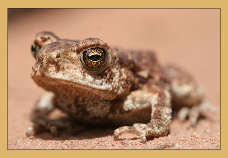Da Frog Da Frog by micromacro on DeviantArt