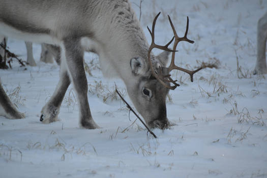 Reindeer