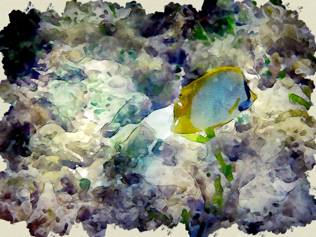 Solitary Fish Solitary Fish