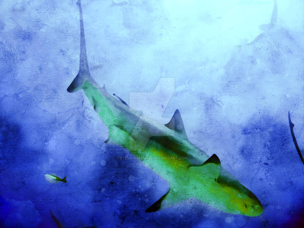 A Caribbean reef shark gliding toward a coral feeding site, rendered in watercolor