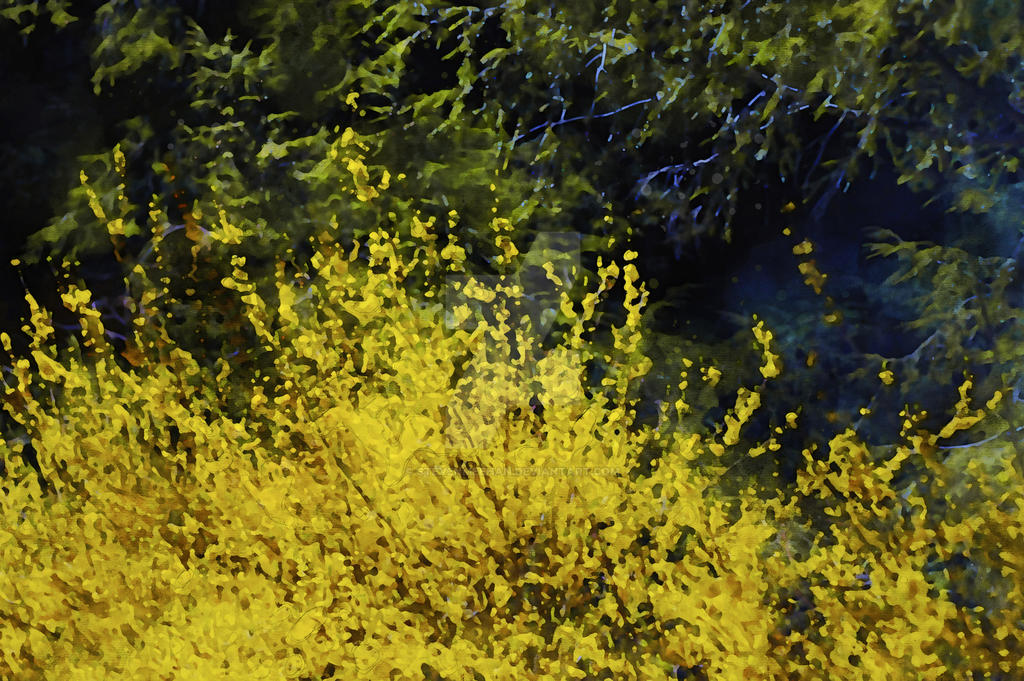 A stand of golden stems catches the late light, their dry texture warm and luminous, rendered in watercolor.