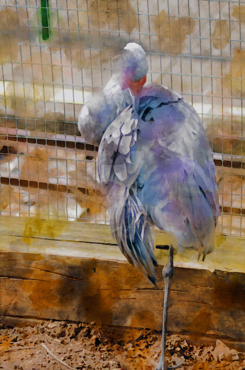 Blissful Disregard Blissful Disregard