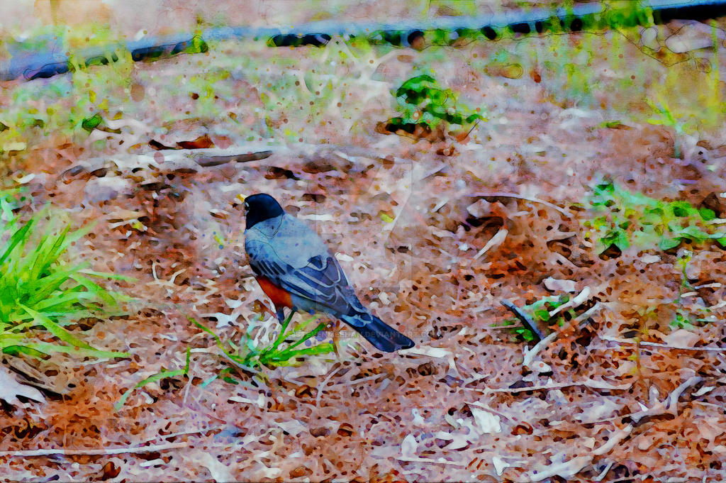 A bird moving on foot, wings folded, stepping forward with unhurried confidence, rendered in watercolor.