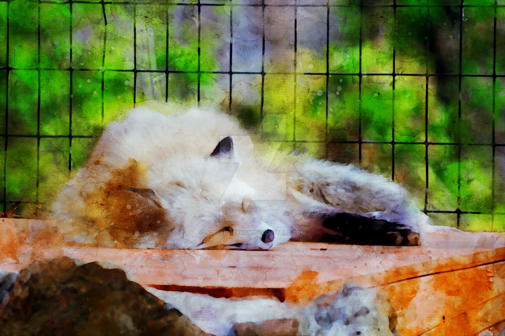 Sleeping Fox
