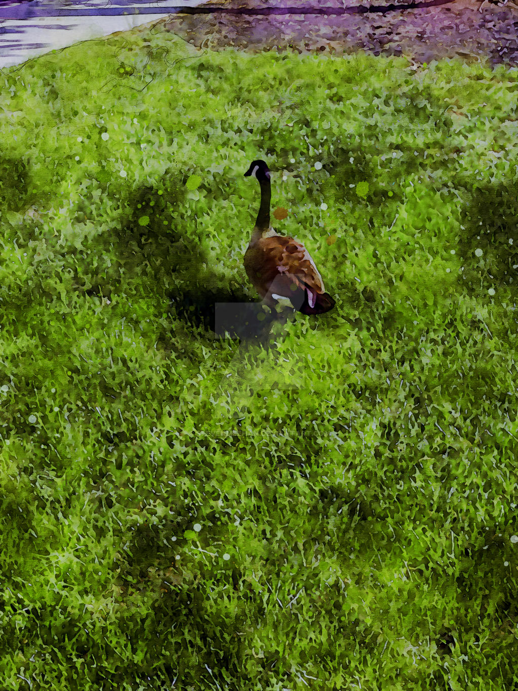 The same bird pausing mid-step, its posture rounded and low to the ground, rendered in watercolor.