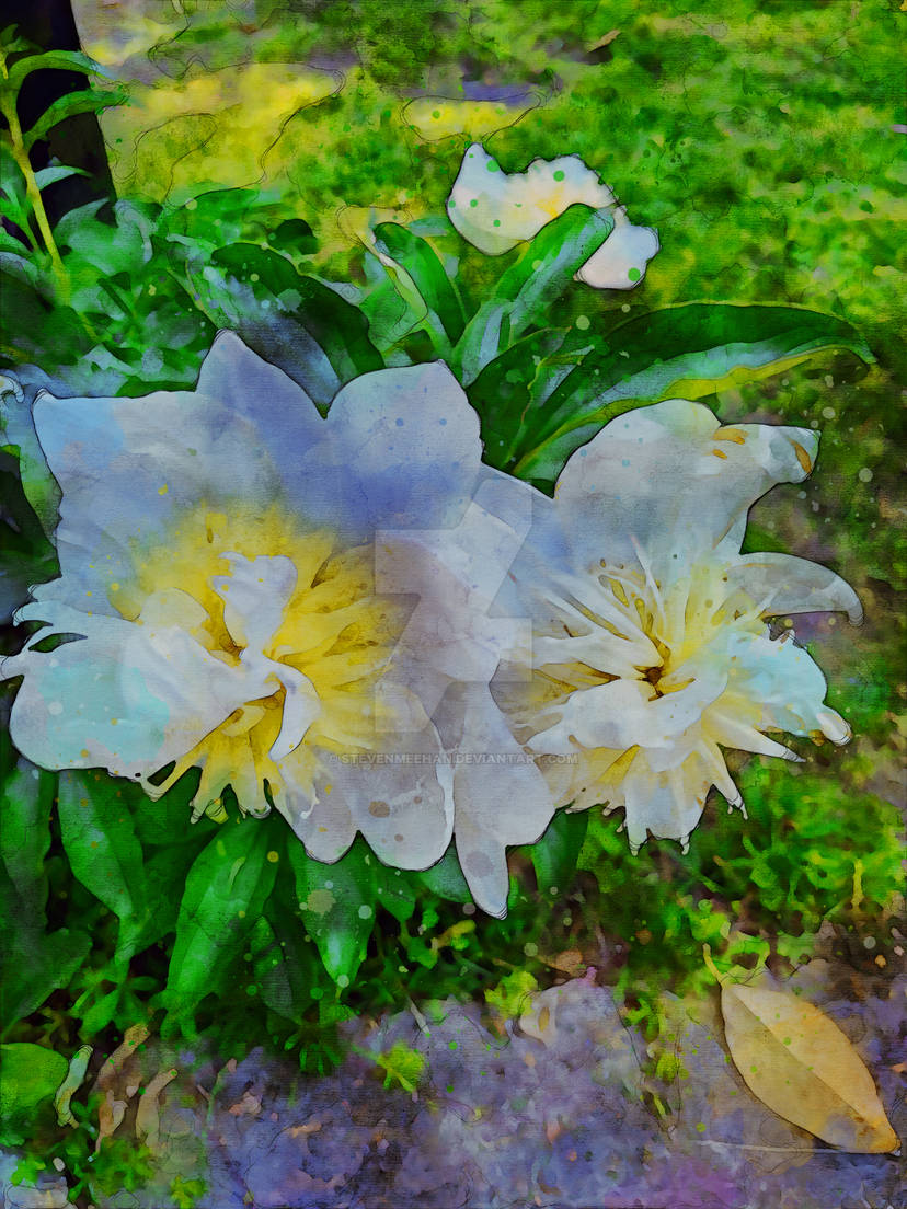 Flowers 006 Flowers 006