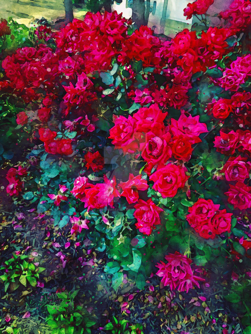 Vibrant red flowers in a cultivated flowerbed, simple beauty filling the frame with vivid color, rendered in watercolor.