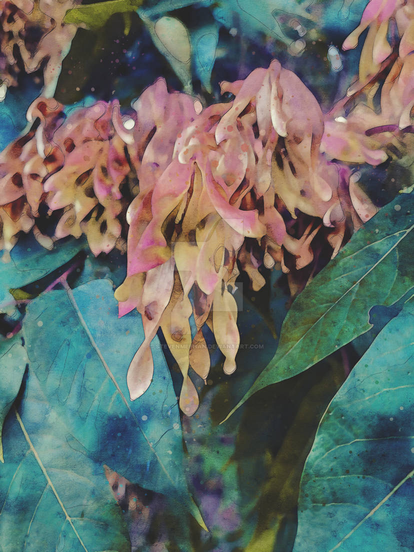Clusters of maple seeds hanging from tree branches, their winged forms catching the light as they wait to spiral toward the ground, rendered in watercolor.