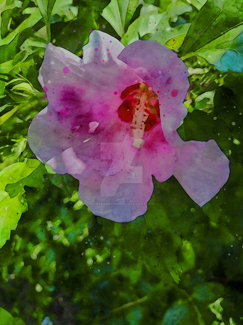Pink flowers emerging from vines overtaking a fence, a burst of color discovered along a familiar path, rendered in watercolor.