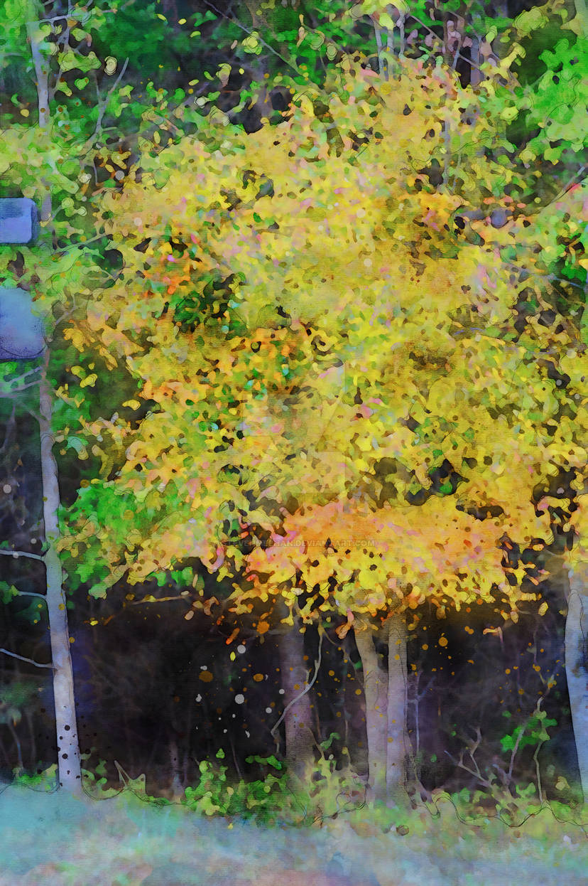 A single tree ablaze with golden yellow foliage rising among a surrounding stand of evergreens, rendered in watercolor.