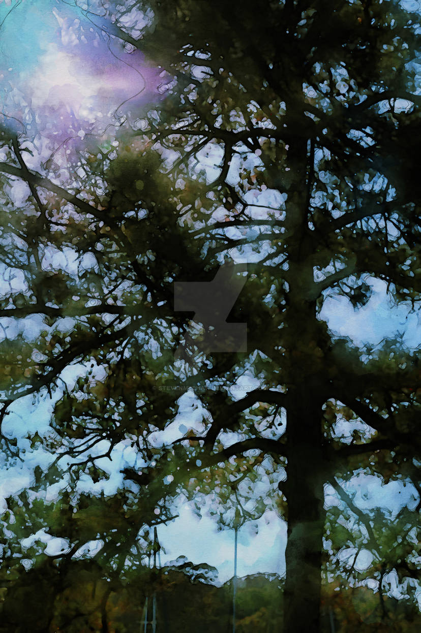 Canopy Gleam Canopy Gleam