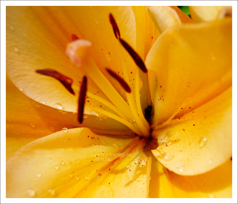 paintings in yellow