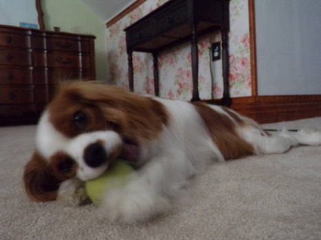 Puppy and Ball 1