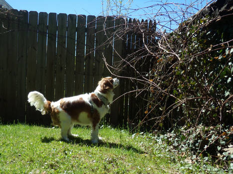 King Charles Spaniel Stock 1