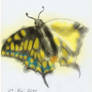 Schmetterling01B