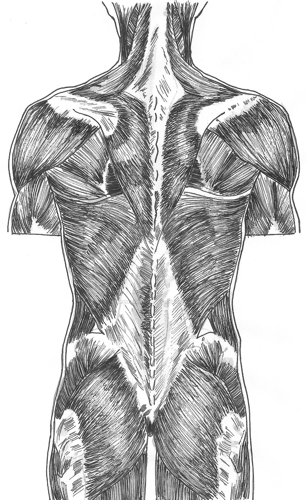 Anatomy of the Back RAW by ChoHakkaiFan on DeviantArt