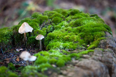 The Mushroom are lying on moss by Deviant-Kaneda