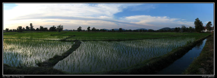 Rice Fields - Don Khong - Laos