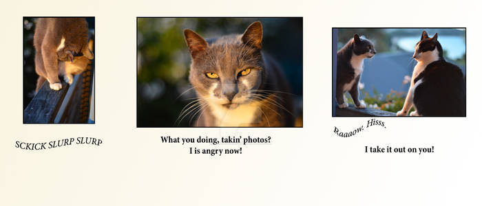 Angry Cats