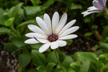 Single white flower of hope