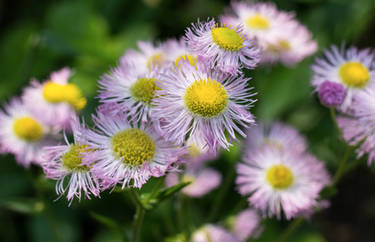 Cluster Flowers