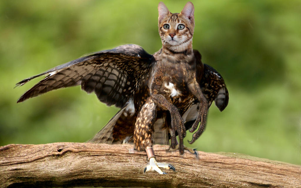 Cat Raptor Chimera by GoddessSpiritwolf on DeviantArt