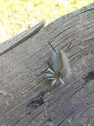 Banded Tussock Moth Caterpillar