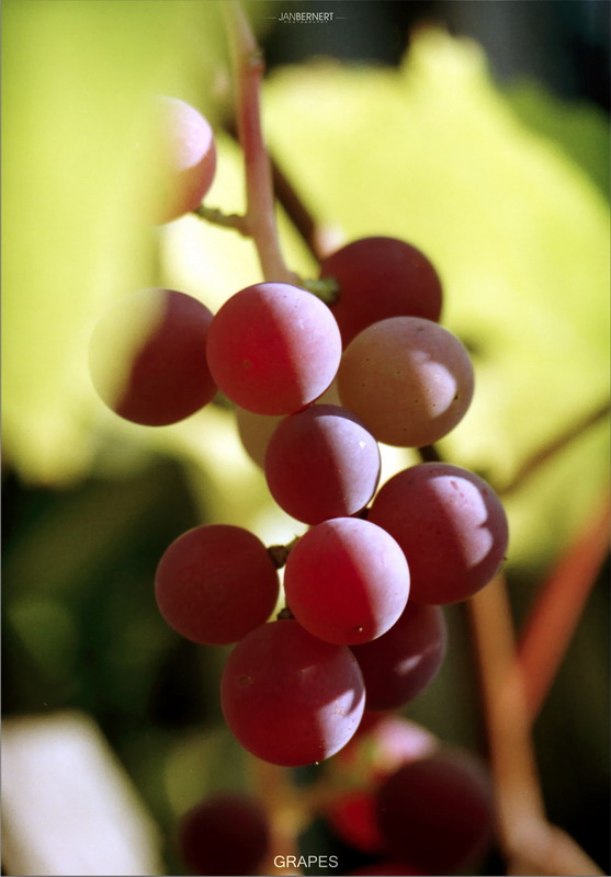 _GRAPES_