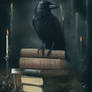 the well-read raven